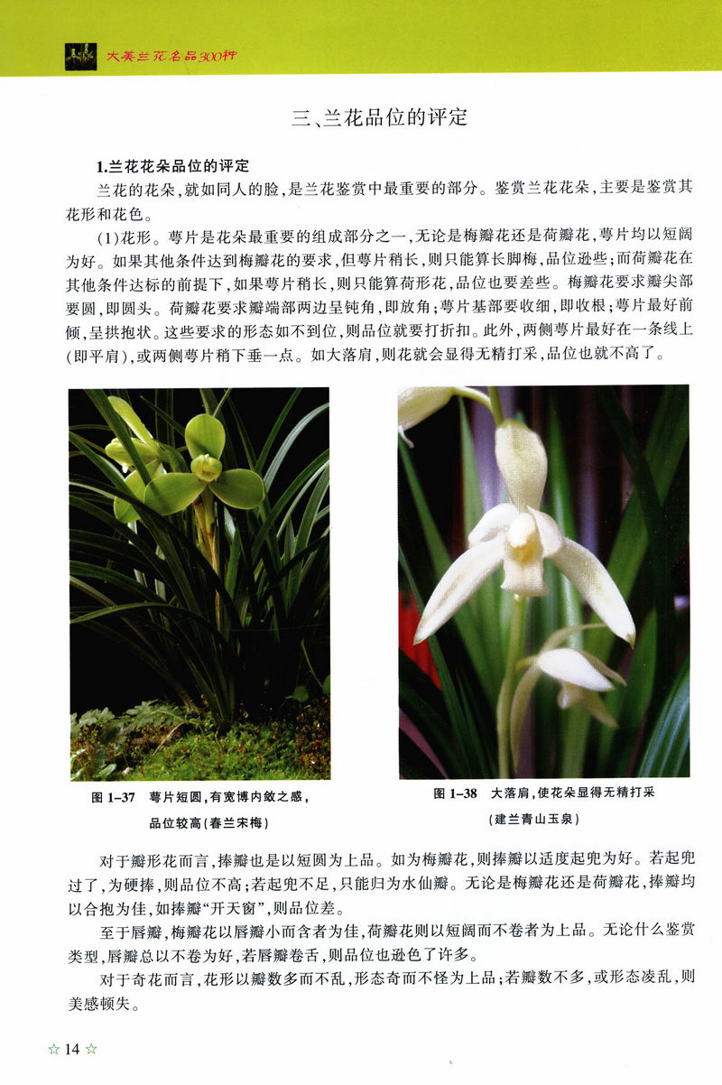 [醉染正版]正版大美兰花名品300种/崔国永教你养殖栽培种植兰花入门到四季养花书籍养兰赏兰一本通新手学养兰技艺一本就高清大图