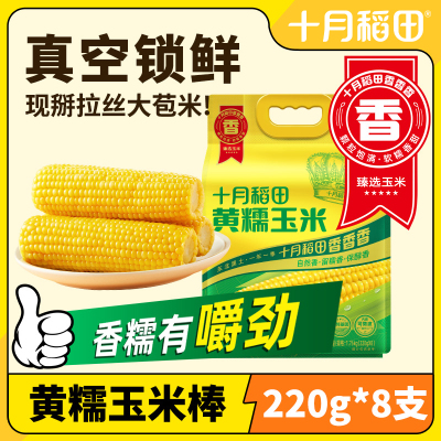 十月稻田黄糯玉米k5