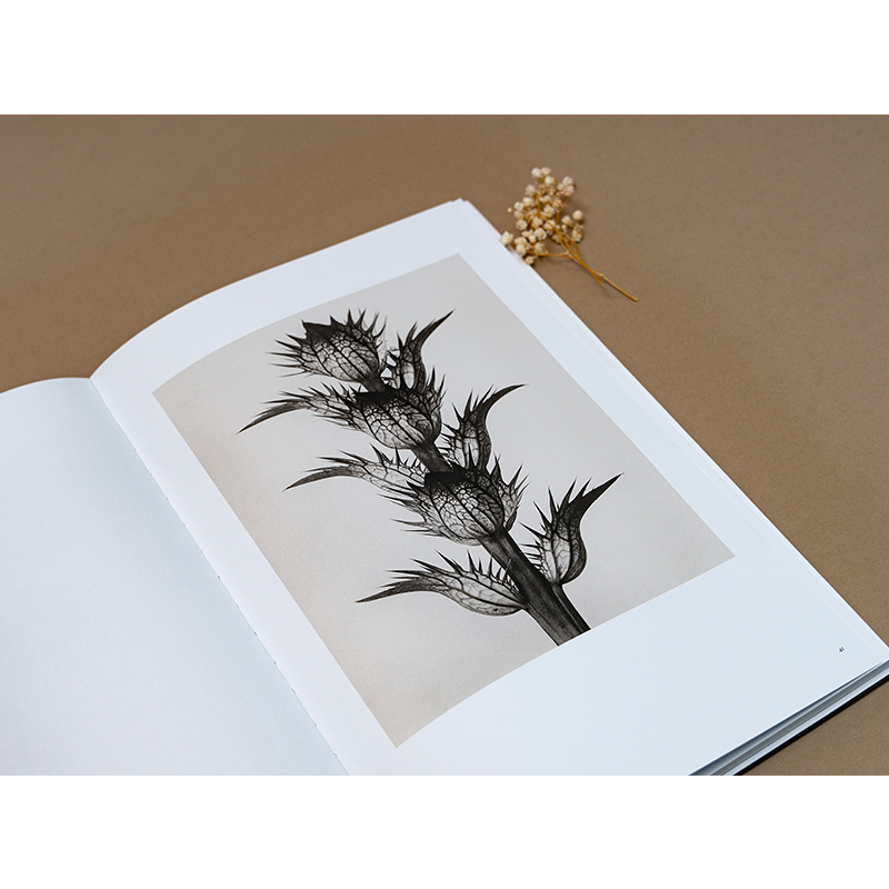 [醉染正版]植物的艺术 植物摄影艺术画册 卡尔·布洛斯菲尔德画册 科普百科书籍高清大图