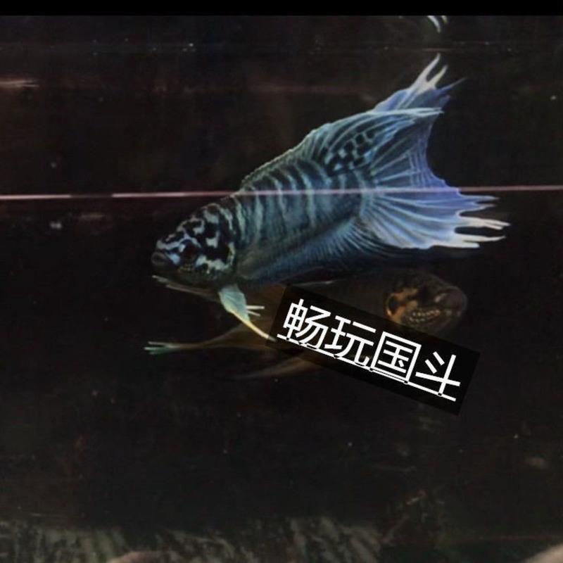 中国斗鱼蓝蛇纹斗鱼耐养易活无需打氧活体淡水观赏鱼 蓝蛇纹5-6公分1条