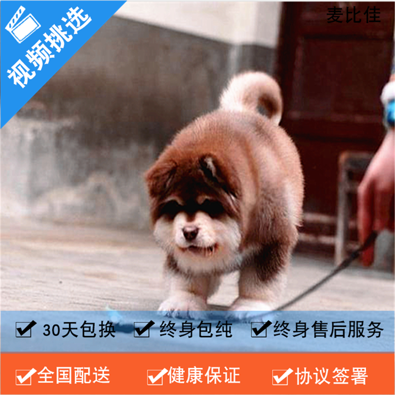 麦比佳 纯种巨型阿拉斯加幼犬活体宠物 熊版十字脸阿拉斯加雪橇犬 双血统烟灰色桃脸阿拉斯加幼崽 巨大型雪橇犬阿拉斯加犬幼犬高清大图