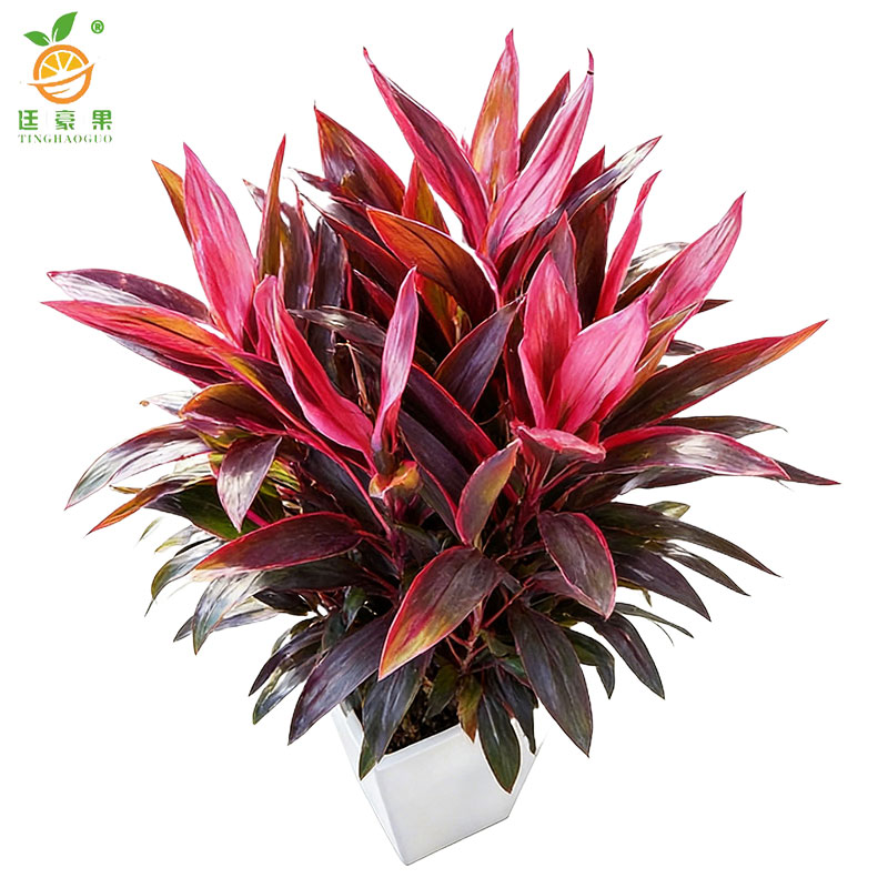 廷豪果 精品红铁 70cm /盆高清大图