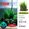 鱼缸造景莫斯沉木水榕无土植物懒人增氧真水草趴地矮珍珠陀草