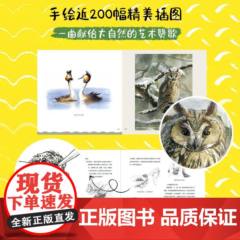 书央视网]我们身边的小鸟朋友 手绘观鸟笔记 跟随自然艺术家丫丫鱼RD探索小鸟的奥秘 200幅手绘插图带你发现身边的小鸟朋高清大图