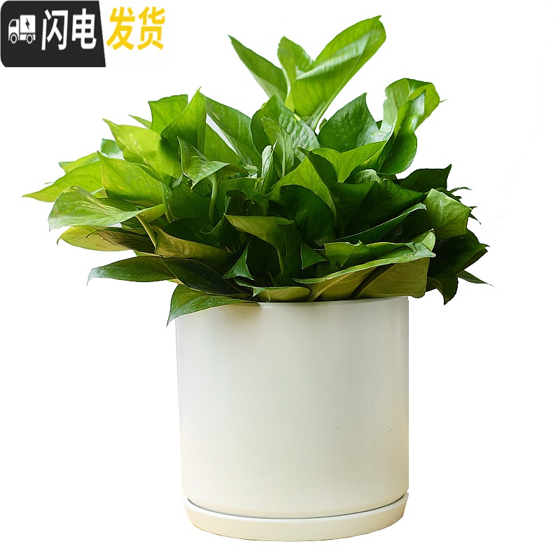 三维工匠白色简约花盆陶瓷大号特大号带托盘吊兰绿萝多肉花盆 梯形亮光白 中等花盆容器高清大图
