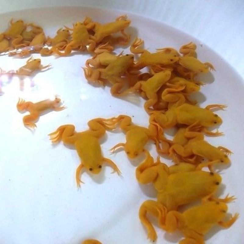 幼苗蝌蚪10只1-2厘米爆款 金蛙活物龙鱼饲料金蛙招财观赏青蛙水族可爱