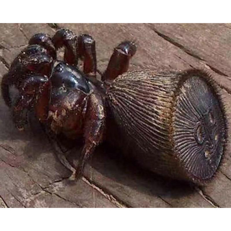 幼体铜币金钱蛛爬行宠物金钱蜘蛛活体送饲养套餐