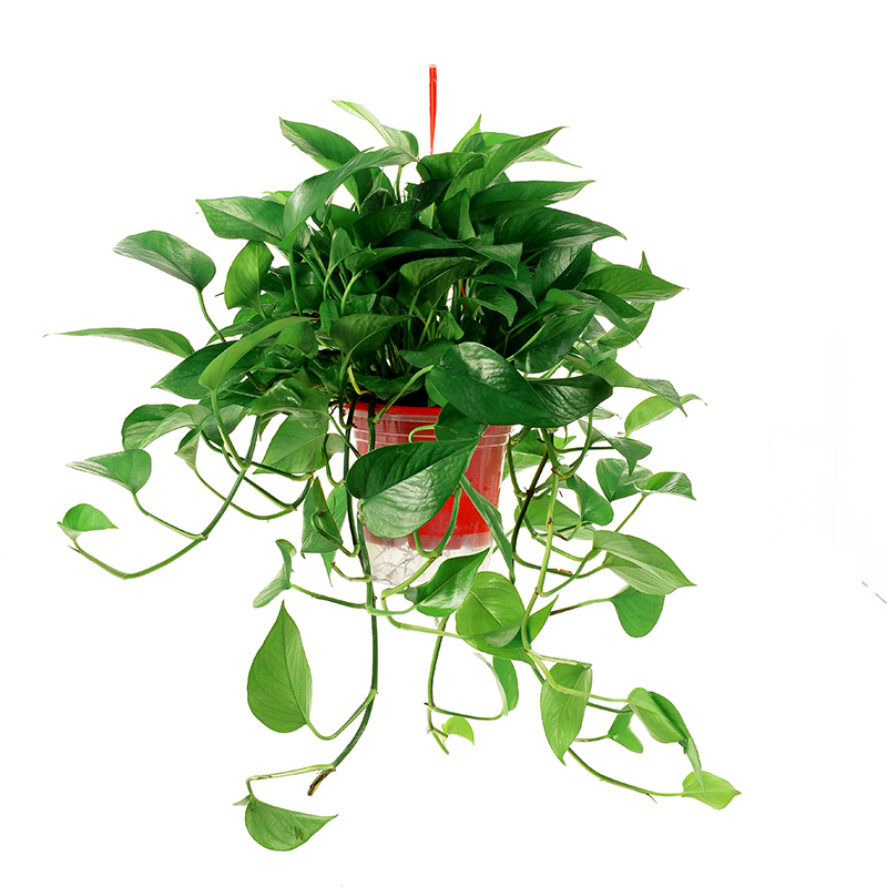 绿萝室内弹痕大盆长藤垂吊绿植花卉盆栽新房吊兰 盆栽