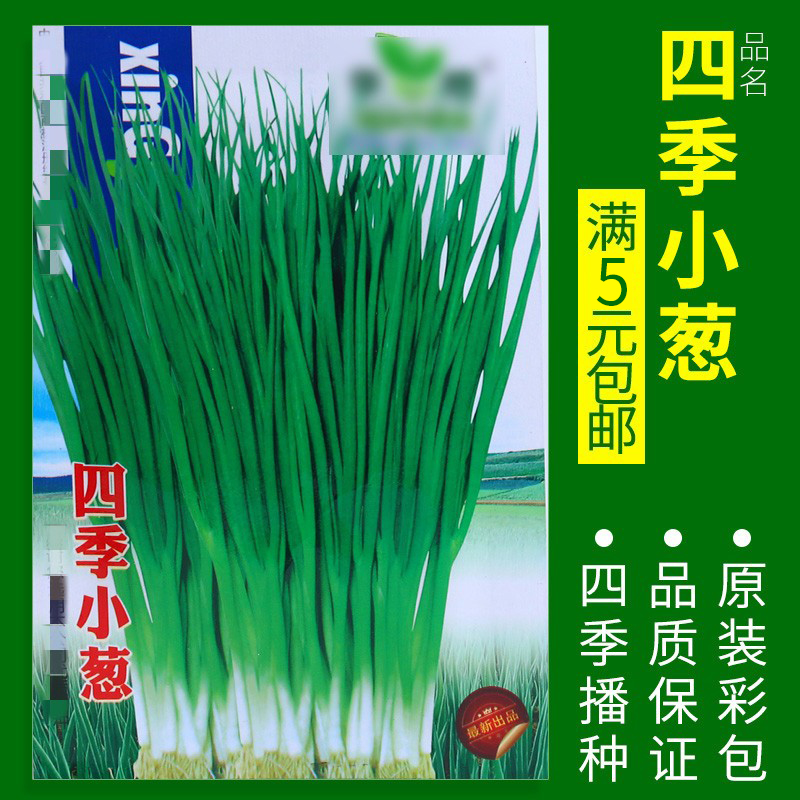 【补贴10%】蔬菜种子四季播盆栽阳台庭院辣椒番茄甜瓜黄瓜简单秋易种籽孑大全 四季小香葱约500粒 均码