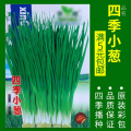 蔬菜种子四季播盆栽阳台庭院辣椒番茄甜瓜黄瓜简单秋易种籽孑大全 均码 四季小香葱约500粒