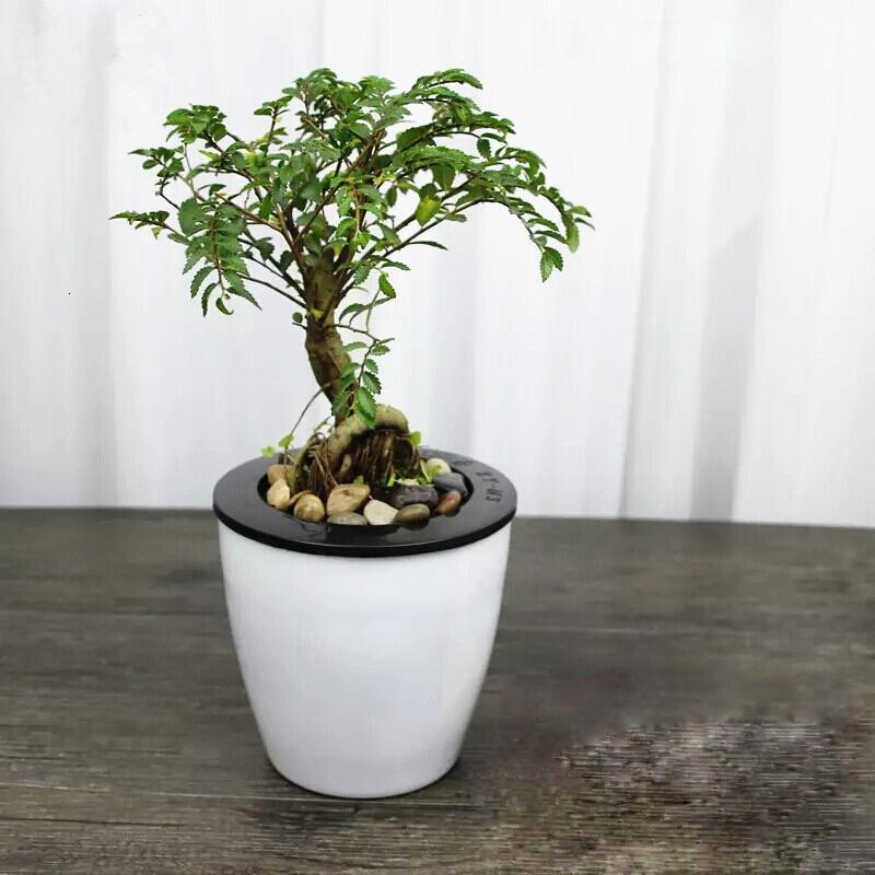 小榆树盆景盆栽树桩小叶榔榆熟盆露根微型小树桩现货陆景观绿植