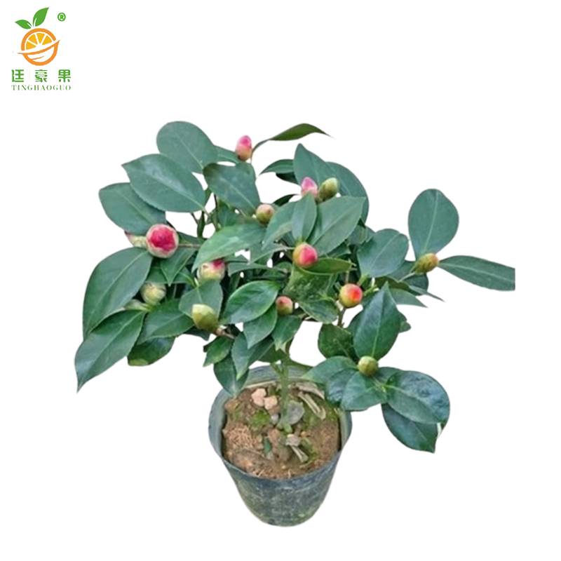 廷豪果 凌霄花 0.5cm /棵高清大图