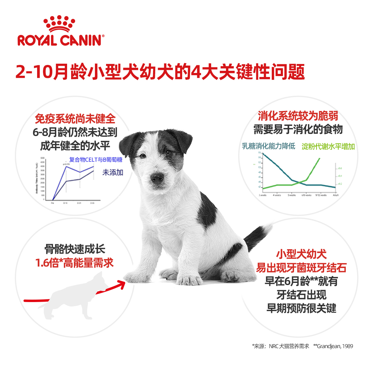 ROYAL CANIN 皇家狗粮 MIJ31小型犬幼犬狗粮 2-10月龄 全价粮 2kg 贵宾泰迪比熊雪纳瑞高清大图