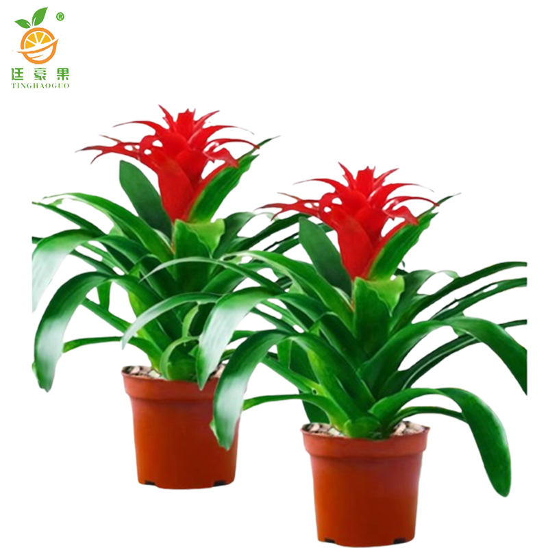 廷豪果 鸿运当头6株盆栽 XZ1793# /盆高清大图