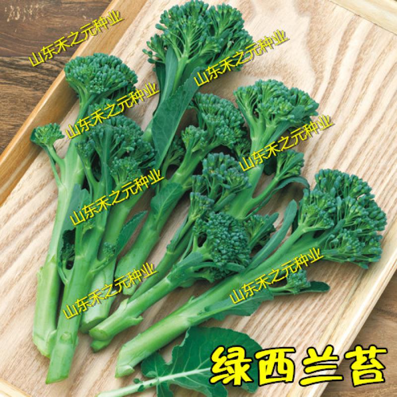 锦语园艺用品锦语西兰苔种子有机西洋芥兰小西兰花芦笋青花菜笋秀兰芥蓝籽四季春季 价格图片品牌报价 苏宁易购锦语园艺旗舰店