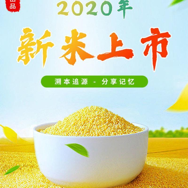 内蒙赤峰黄小米新米敖汉天山1斤5斤小米粥糯油厚吃的五谷杂粮 5斤新米特惠装
