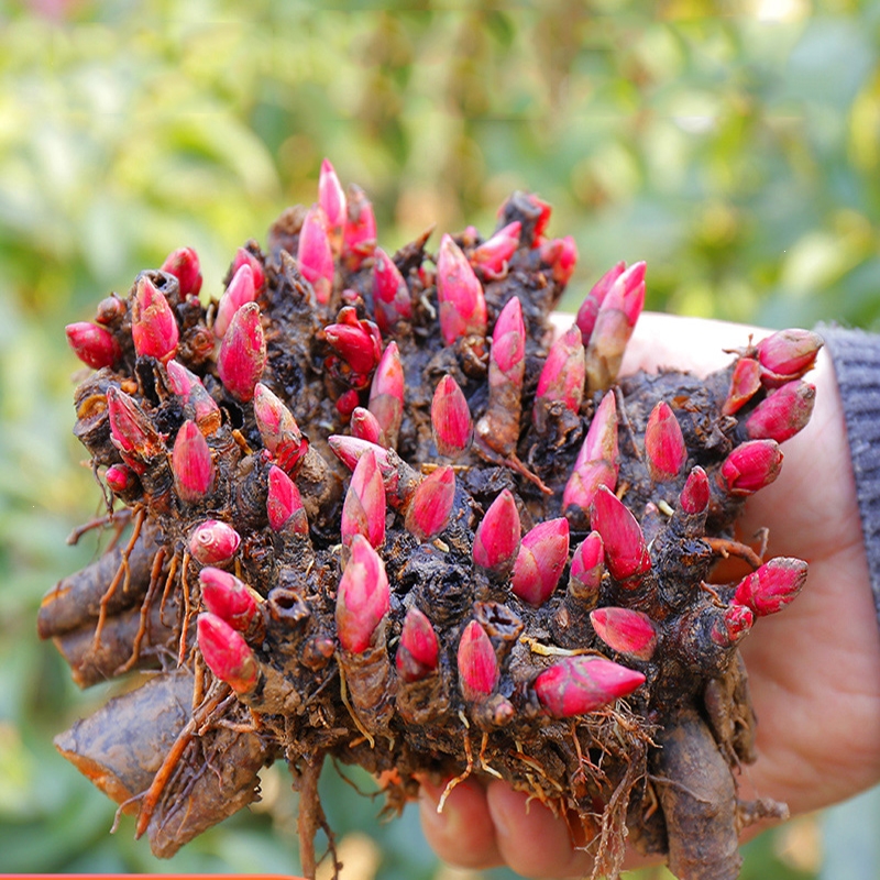 回固芍药花苗牡丹种子种根块带芽重瓣庭院室内外阳台花卉绿植四季开花