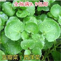 莱芮【西洋菜种子】豆瓣菜种子 水田芥菜种子 营养丰富 易种生长快 西洋菜200粒/一包