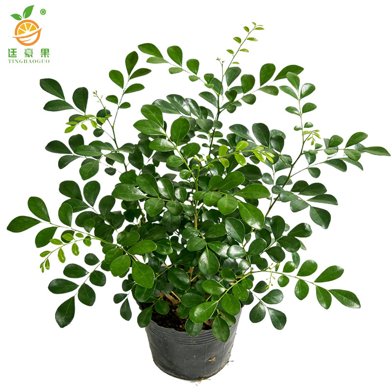 廷豪果 九里香 高40-50cm /棵高清大图
