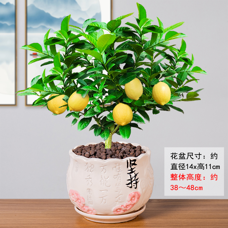 弹痕园艺用品香水柠檬盆栽室内弹痕四季花卉水果柠檬树植物阳台树苗室外果树小绿植坚持 柠檬 不带果 送肥料 带盆栽好 价格图片品牌报价 苏宁易购艾迪瑞园艺用品专营店