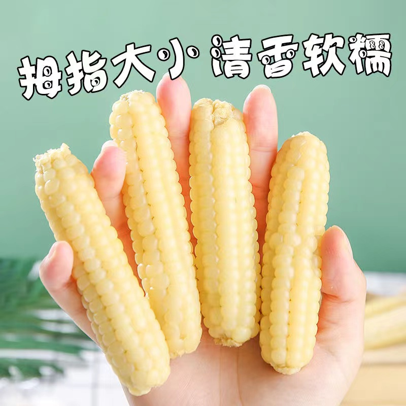 [西沛生鲜]云南新鲜拇指玉米 白糯玉米 2斤 黏玉米甜糯玉米袋装粘玉米黄糯玉米现摘