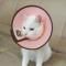 圈猫脖套脖圈头套头罩猫咪防舔防咬宠物保护耻辱圈狗项圈