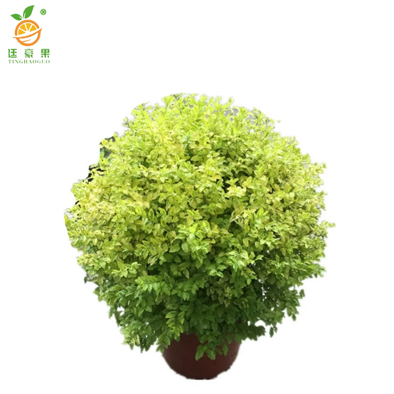 廷豪果 小叶女贞球 冠幅80cm /棵高清大图