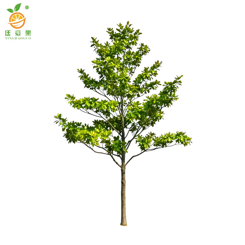 廷豪果 白玉兰树 6-8cm 株高清大图