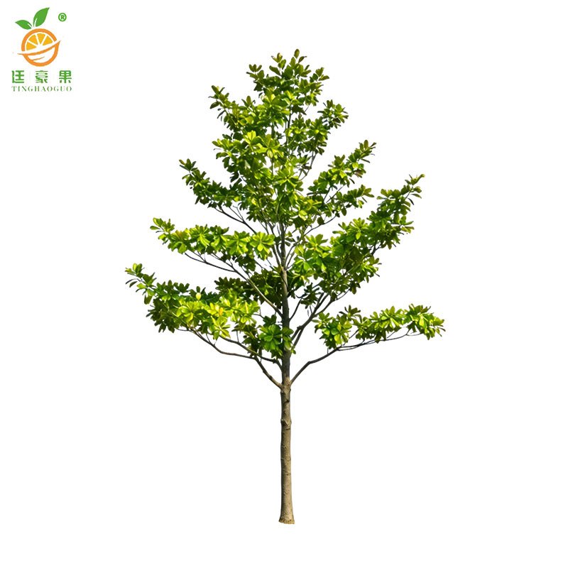 廷豪果 白玉兰树 6-8cm 株