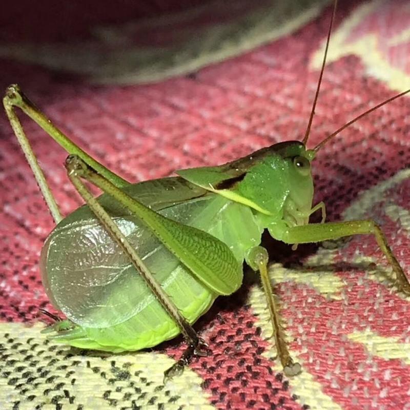 活体扎嘴吉儿人工扎嘴鸣虫活体大个扎嘴吉儿姐儿鸣虫听叫活体精品