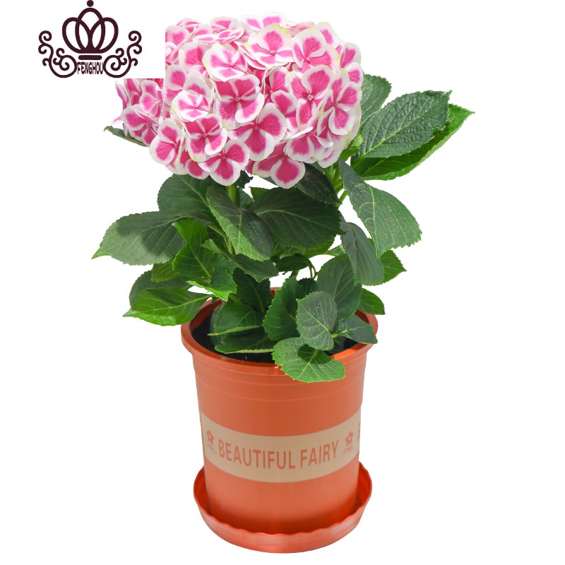 封后无尽夏绣球花苗盆栽花卉老桩植物室内带花苞八仙特大当年开花四季19夏洛特公主当年开花3棵不含盆图片 高清实拍大图 苏宁易购