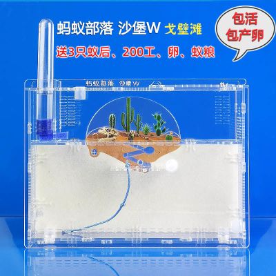 21款戈壁滩W+3后200工+蚁粮 蚂蚁城堡工坊部落沙堡W沙丘别墅 生态箱宠物蚁巢送蚁后包产卵包活
