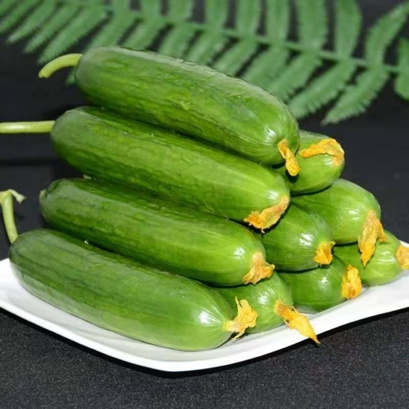 赛卡伊乳瓜水果黄瓜无刺生吃新鲜蔬菜农家自种现摘现发小黄瓜