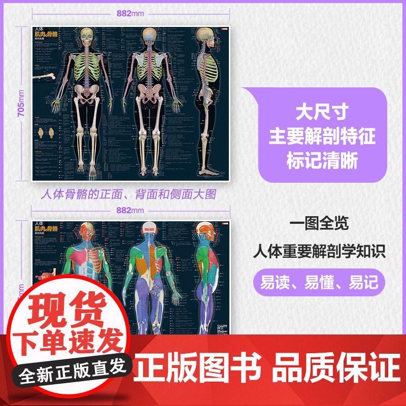 人体肌肉与骨骼解剖挂图 人邮体育解剖图谱编写组 人民邮电出版社 正版书籍高清大图