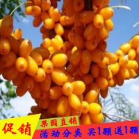 大果沙棘苗沙棘树苗盆栽/地栽沙棘果树苗沙棘钙果苗南北方种植