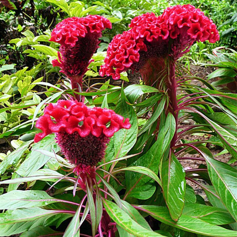 鸡冠花花卉种子鸡髻花老来红芦花鸡冠笔鸡冠小头鸡冠凤尾鸡冠60粒袋