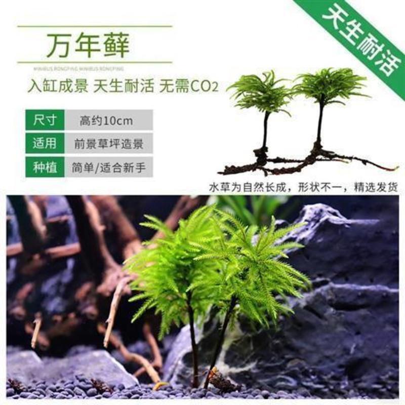 鱼缸水草鱼草万年藓水草活体耐活耐低温苔藓鱼缸水族箱生态瓶造景报价 参数 图片 视频 怎么样 问答 苏宁易购