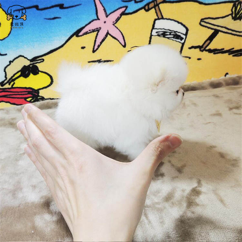 麦比佳狗狗活体 纯种博美犬幼犬 活体宠物狗狗哈多利系球体博美狗 玩具型博美犬茶杯犬长不大博美日系俊介犬高清大图