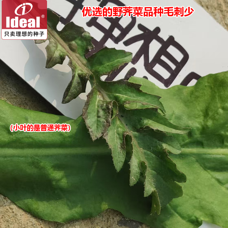 [补贴10%]荠菜种子野生荠菜种子老品种荠荠菜种子耐寒野荠菜种子籽理想农业高清大图