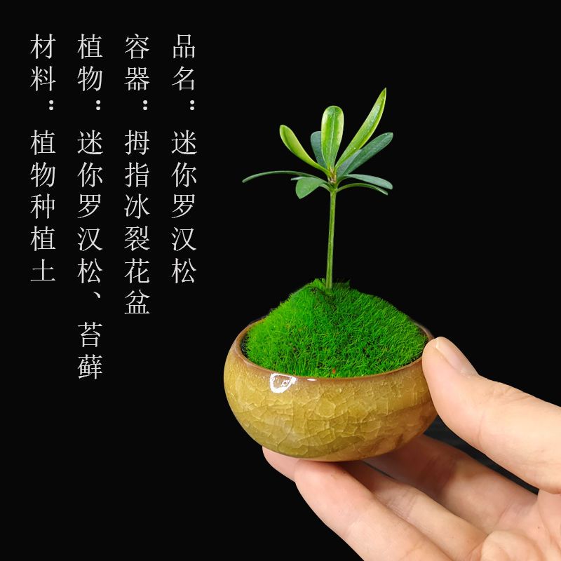 组合盆栽创意迷你六月雪文竹罗汉松鸭脚木室内办公桌摆好养微绿植拇指盆栽 罗汉松 冰裂盆 报价 参数 图片 视频 怎么样 问答 苏宁易购