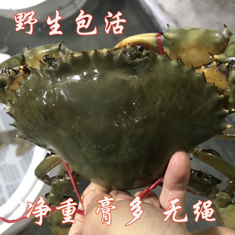 [国产][活鲜]沈志雄船长 东山岛海鲜鲜活海捕特大红膏蟹红鲟青螃蟹包活 1只净重 450g 火锅海鲜礼盒年货
