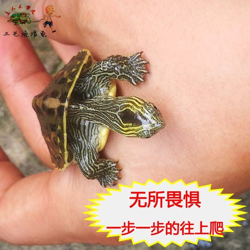 乌龟花龟小乌龟乌龟缸小花龟观赏龟苗宠物龟中华花龟
