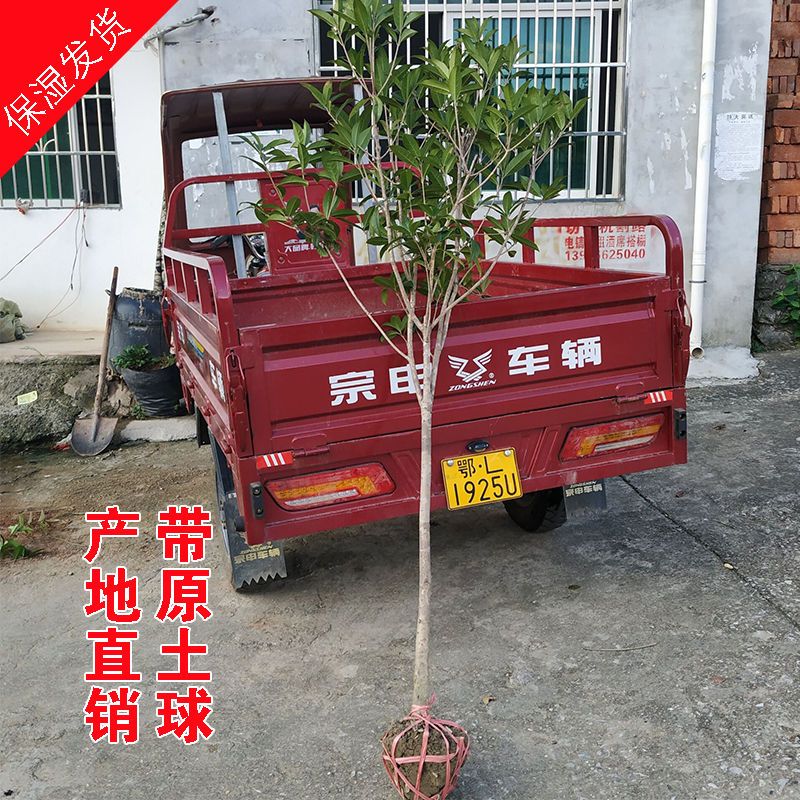 桂花树苗大树庭院地栽盆栽金桂丹桂八月桂状元红四季征地绿植花卉报价 参数 图片 视频 怎么样 问答 苏宁易购