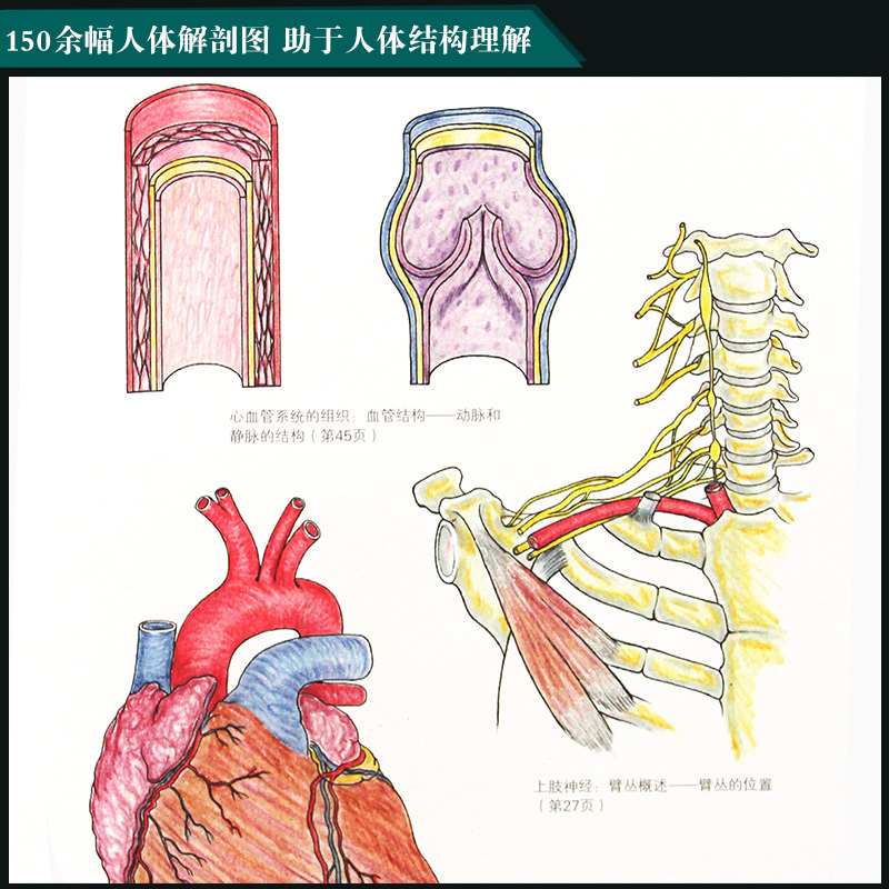 [正版]完全人体解剖涂色书 素描基础教程彩铅绘画手绘入门完全人体解剖图谱秘密花园伯里曼艺用人体结构教学工具临床医学解剖