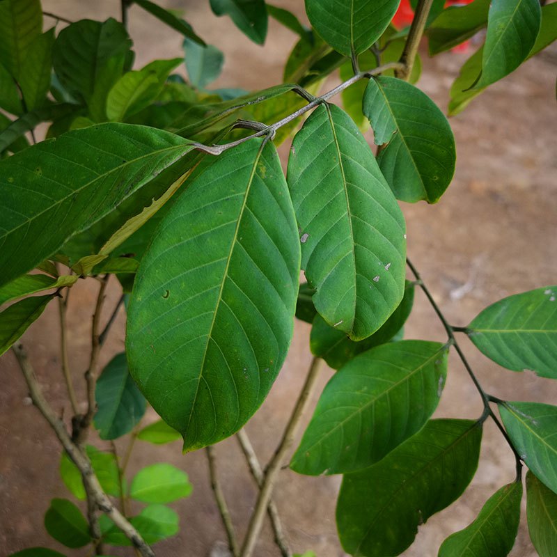 果树苗红毛丹树苗毛龙眼苗毛荔枝苗红毛果红毛胆荔枝树苗