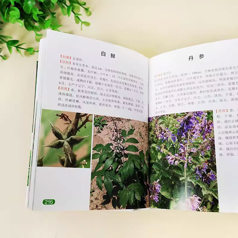 700种中草药 [正版]700种中草药野外识别速查图鉴 岳桂华 化学工业出版社 中草药大全药剂学中医草药书籍识别图全集高清大图