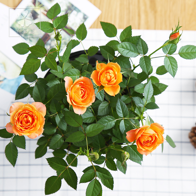 玫瑰花盆栽花卉观花植物室内花带花苞办公室绿植阳台好养开花不断