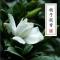 栀子花香水东方花香调淡奶香花果味留香持久学生少女清新天然淡香 10ml