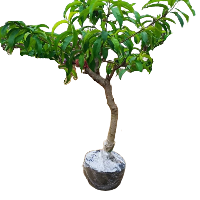 诚智旺 桃树 3年苗/棵高清大图