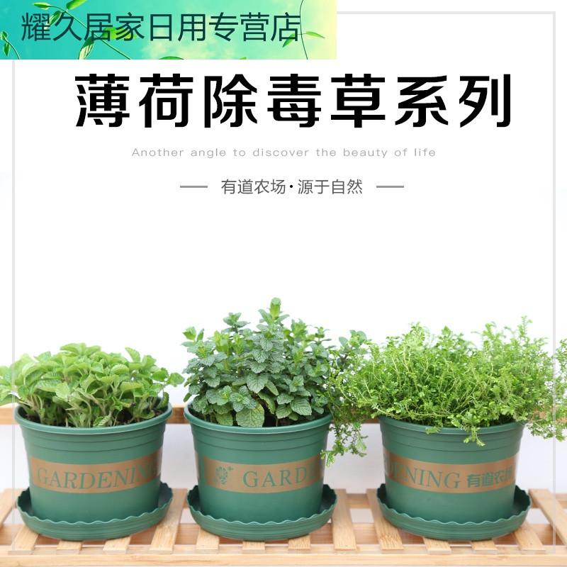 薄荷盆栽可食用青龙皱叶绿植室内除毒驱蚊虫吸甲醛柠檬香蜂